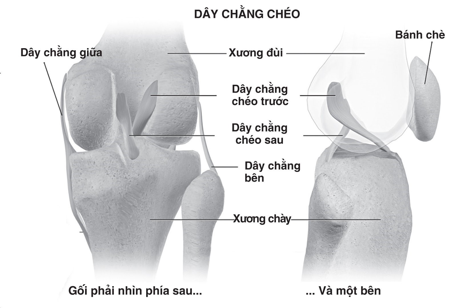 Cấu tạo khớp gối - lý do giải thích tại sao khớp gối dễ chấn thương