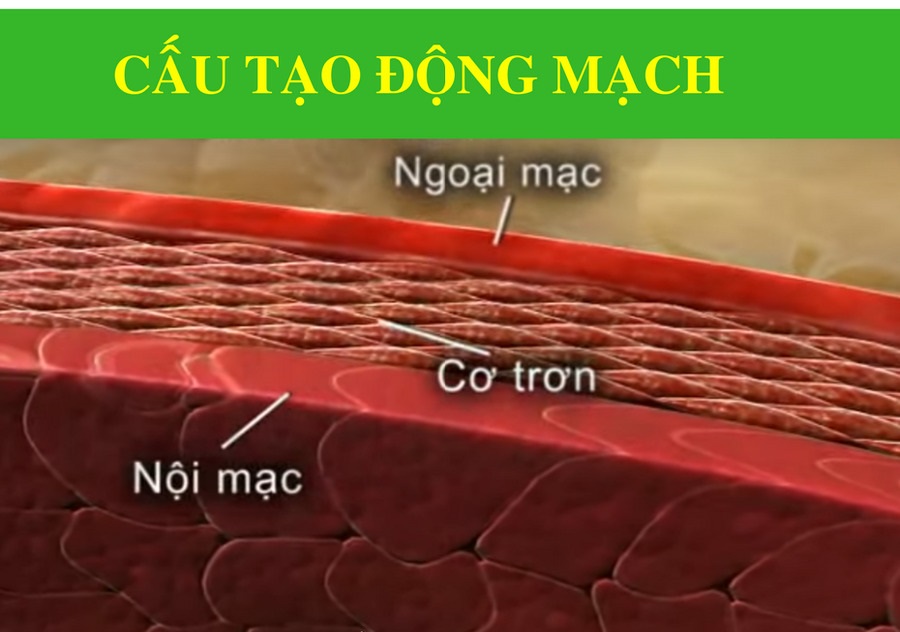 Huyết áp cao gây xơ vữa động mạch 2