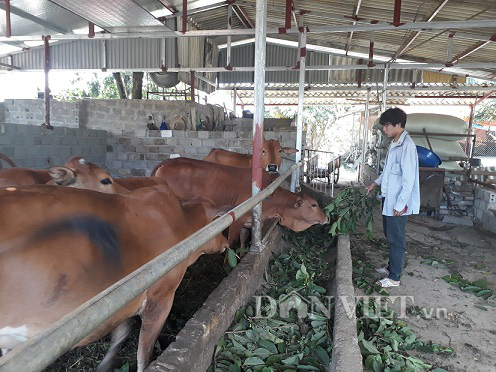 LẠ MÀ HAY: Chăn nuôi bò, cho bò ăn lá ổi và cái kết bất ngờ 1