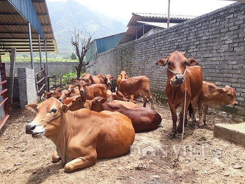 LẠ MÀ HAY: Chăn nuôi bò, cho bò ăn lá ổi và cái kết bất ngờ 2