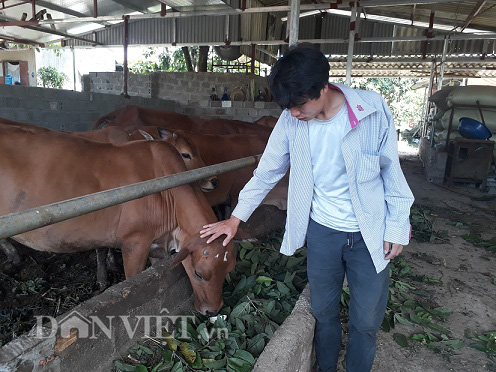 LẠ MÀ HAY: Chăn nuôi bò, cho bò ăn lá ổi và cái kết bất ngờ 3