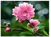 HỘI VIÊN HỘI VHNT TS