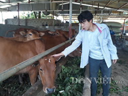 LẠ MÀ HAY: Chăn nuôi bò, cho bò ăn lá ổi và cái kết bất ngờ