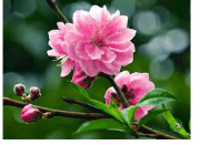 Dưỡng phế chữa khàn tiếng