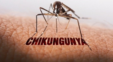 Bệnh Chikungunya - Những điều cần biết