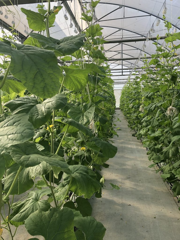 Cùng Thầy và trò Khoa Công nghệ Nông nghiệp ghé thăm VinEco Tam Đảo 1