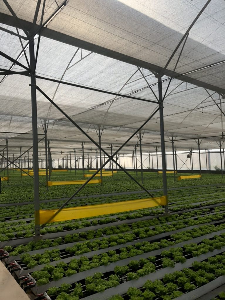 Cùng Thầy và trò Khoa Công nghệ Nông nghiệp ghé thăm VinEco Tam Đảo 10