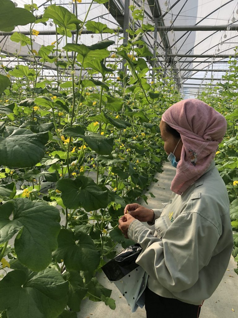 Cùng Thầy và trò Khoa Công nghệ Nông nghiệp ghé thăm VinEco Tam Đảo 3