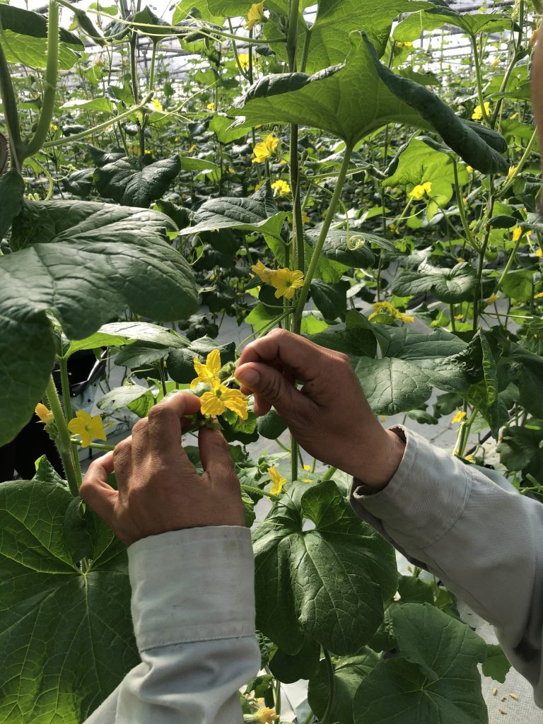 Cùng Thầy và trò Khoa Công nghệ Nông nghiệp ghé thăm VinEco Tam Đảo 4