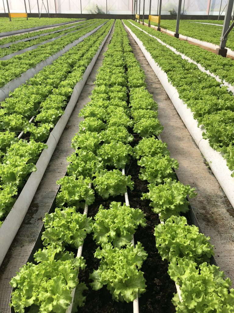 Cùng Thầy và trò Khoa Công nghệ Nông nghiệp ghé thăm VinEco Tam Đảo 5