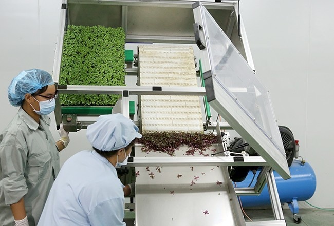 Cùng Thầy và trò Khoa Công nghệ Nông nghiệp ghé thăm VinEco Tam Đảo 8