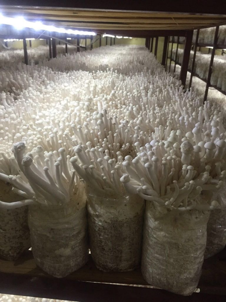 Đoàn cán bộ Trường Đại học Công nghệ tham quan, khảo sát, học tập tại các đơn vị trồng và kinh doanh nấm 1