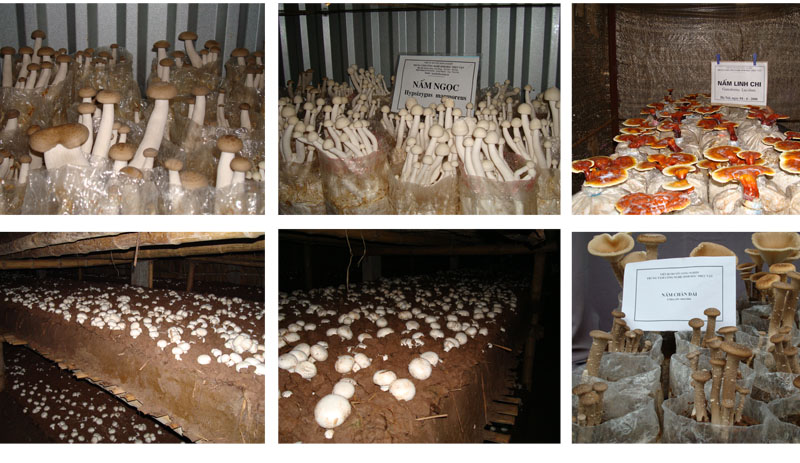 Đoàn cán bộ Trường Đại học Công nghệ tham quan, khảo sát, học tập tại các đơn vị trồng và kinh doanh nấm 13