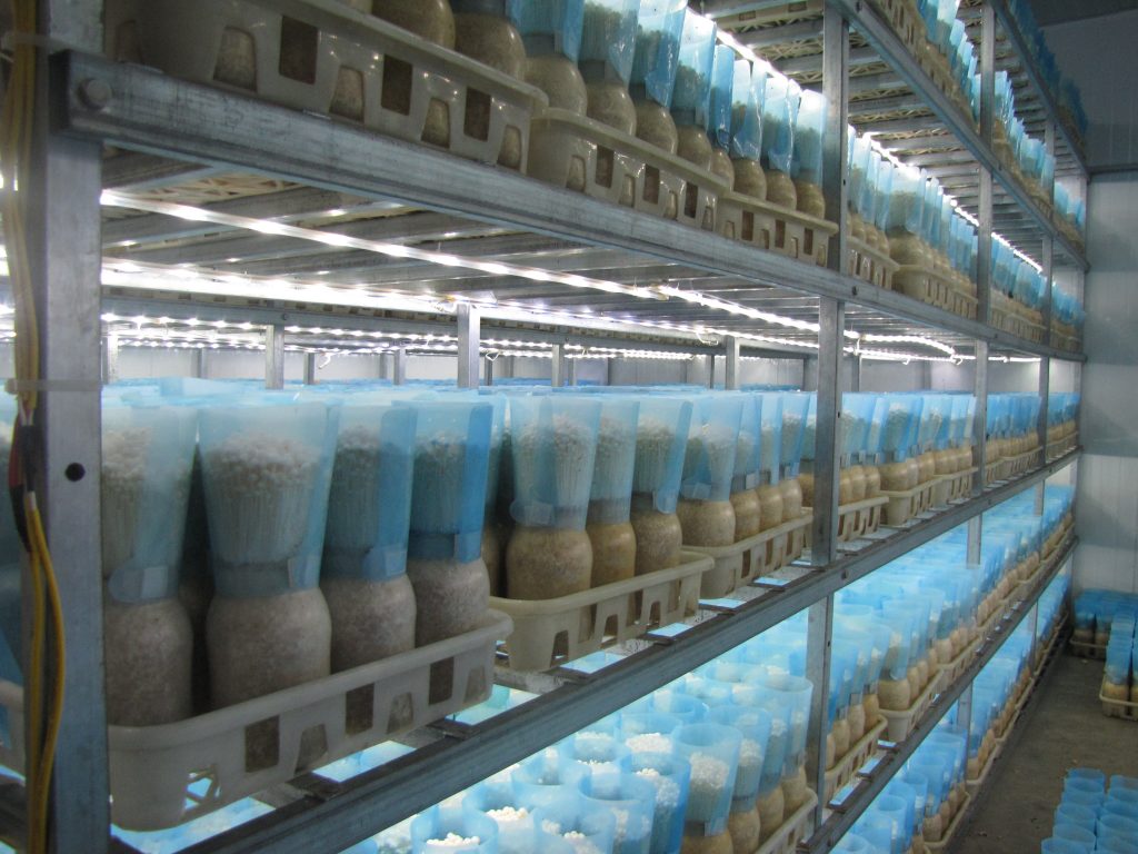 Đoàn cán bộ Trường Đại học Công nghệ tham quan, khảo sát, học tập tại các đơn vị trồng và kinh doanh nấm 3