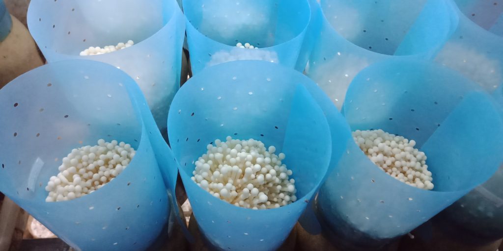 Đoàn cán bộ Trường Đại học Công nghệ tham quan, khảo sát, học tập tại các đơn vị trồng và kinh doanh nấm 4