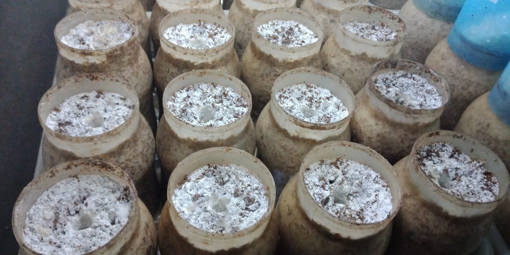 Đoàn cán bộ Trường Đại học Công nghệ tham quan, khảo sát, học tập tại các đơn vị trồng và kinh doanh nấm 10