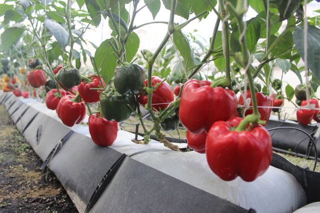 Kiếm hàng trăm triệu đồng từ trồng rau mỗi tháng bằng “Công nghệ điện toán đám mây” 7