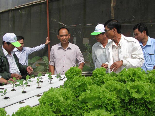 Kiếm hàng trăm triệu đồng từ trồng rau mỗi tháng bằng “Công nghệ điện toán đám mây”