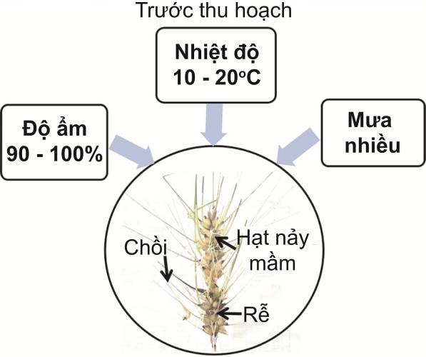 Tiềm năng nghiên cứu kháng nảy mầm sớm trên cây lúa nhằm ứng phó  với biến đổi khí hậu ở Việt Nam  1