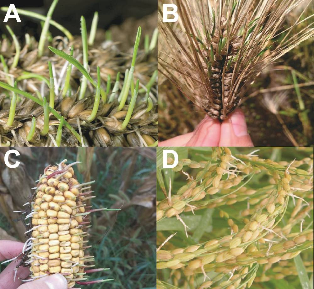 Tiềm năng nghiên cứu kháng nảy mầm sớm trên cây lúa nhằm ứng phó  với biến đổi khí hậu ở Việt Nam 