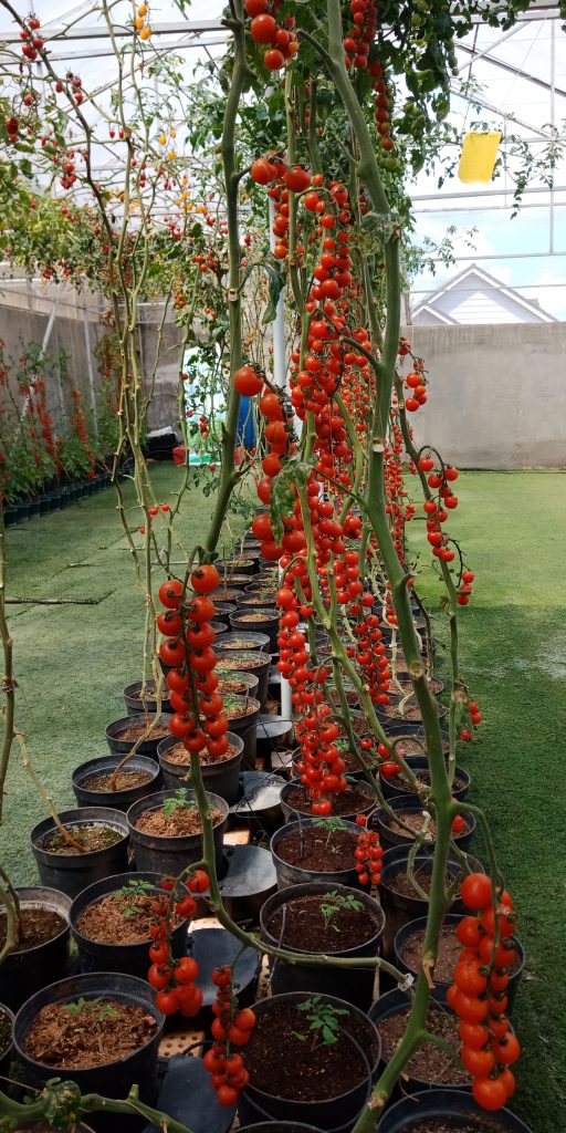 Trường Đại học Công Nghệ tham quan mô hình nông nghiệp công nghệ cao tại Đà Lạt 10