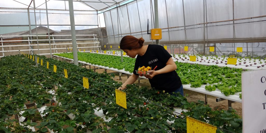 Trường Đại học Công Nghệ tham quan mô hình nông nghiệp công nghệ cao tại Đà Lạt 11