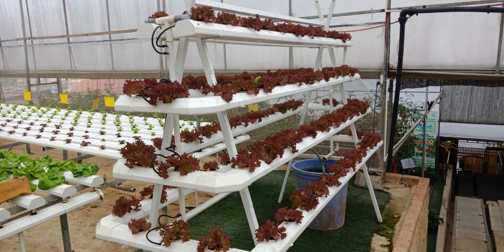 Trường Đại học Công Nghệ tham quan mô hình nông nghiệp công nghệ cao tại Đà Lạt 3