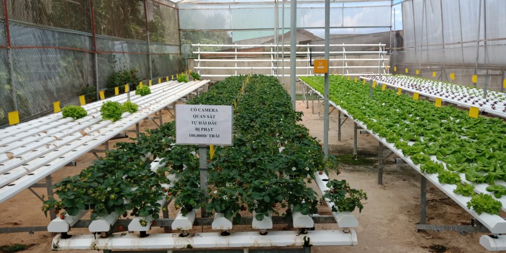 Trường Đại học Công Nghệ tham quan mô hình nông nghiệp công nghệ cao tại Đà Lạt 4