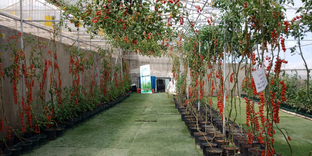 Trường Đại học Công Nghệ tham quan mô hình nông nghiệp công nghệ cao tại Đà Lạt 7