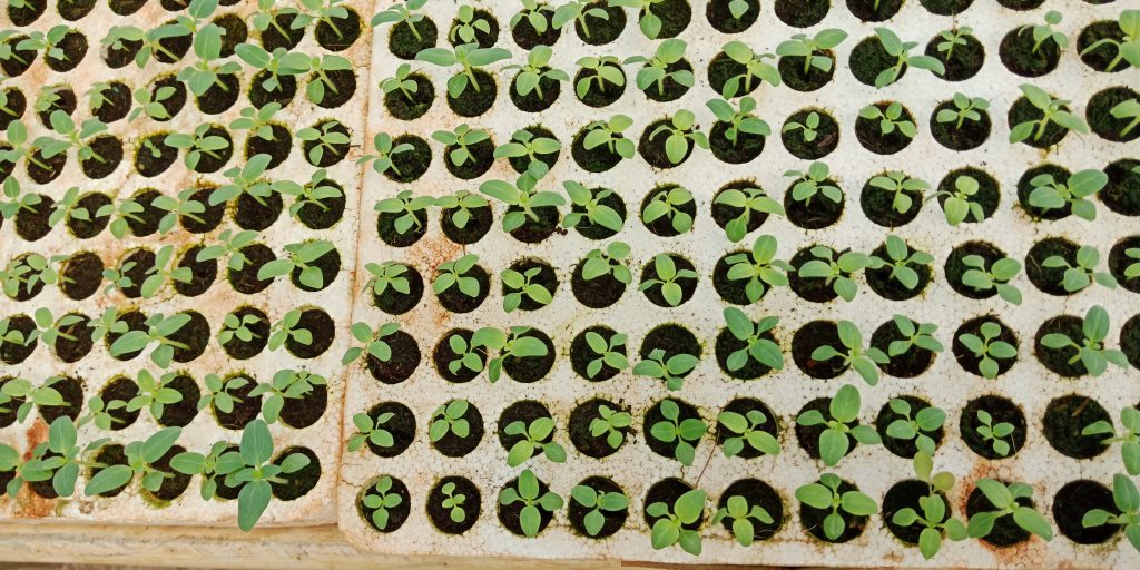 Trường Đại học Công Nghệ tham quan mô hình nông nghiệp công nghệ cao tại Đà Lạt