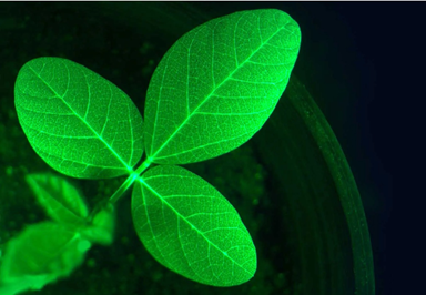 Công nghệ đột phá: Khi cây trồng “lên tiếng”