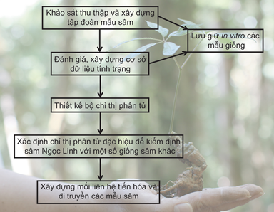 Phân biệt thật - giả dược liệu sâm Ngọc Linh:  Kinh nghiệm từ nghiên cứu giám định sâm trên thế giới