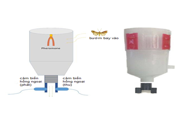 Ứng dụng bẫy cảm biến hồng ngoại tích hợp IoT để giám sát và cảnh báo bướm Spondoptera litura Fabricius 