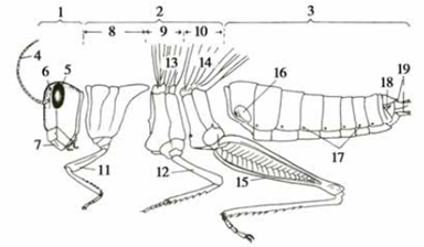 Giáo trình Côn trùng nông nghiệp