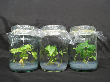 Giáo trình Nuôi cấy mô tế bào thực vật