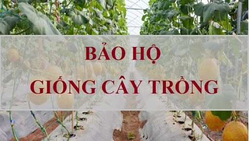 Quy trình và biểu mẫu đối với giống cây trồng