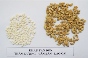 Bảo hộ chỉ dẫn địa lý Thẩm Dương cho sản phẩm gạo nếp Khấu Tan Đón