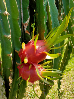 Tình hình bảo hộ chỉ dẫn địa lý năm 2021