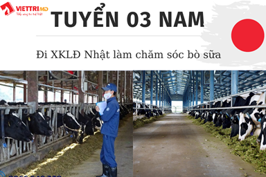 Tuyển 3 Nam đi Nhật làm đơn hàng chăm sóc bò sữa 2022