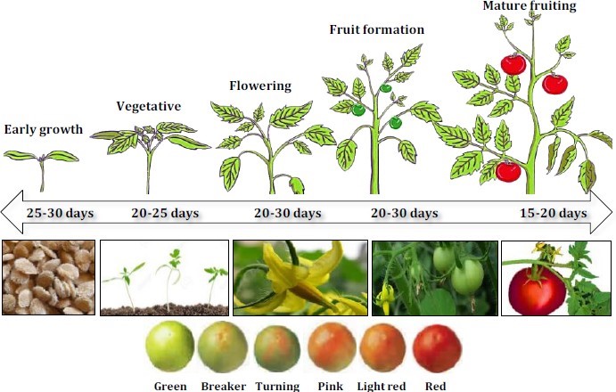 NGHIÊN CỨU ỨNG DỤNG CÔNG NGHỆ INTERNET OF THINGS XÂY DỰNG HỆ THỐNG NHÀ KÍNH THÔNG MINH 1